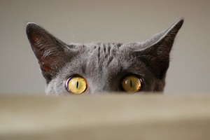 Peering-cat